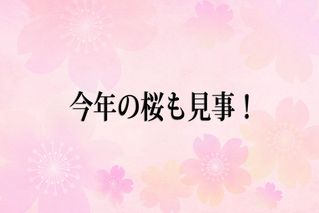 今年の桜も見事でした(ｱｲｷｬｯﾁ)